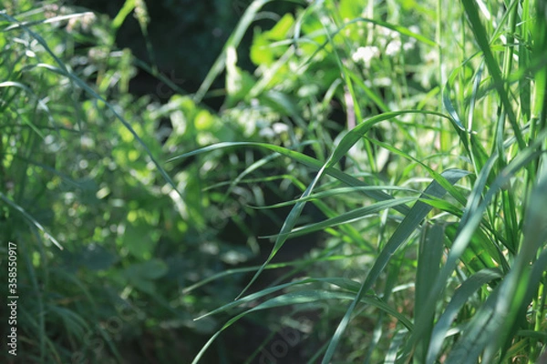 Obraz fresh green grass