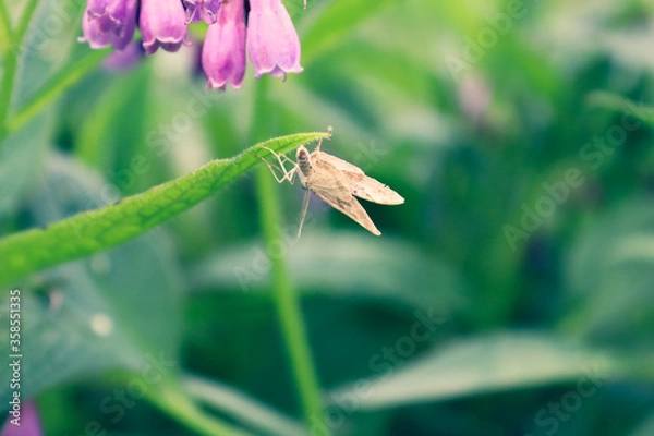 Obraz Butterfly on Flower