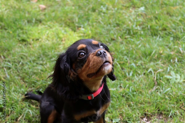 Obraz King Charles Spaniel Puppy