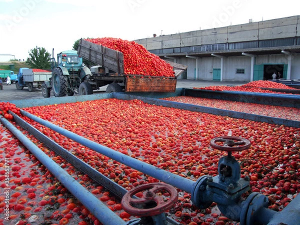 Obraz Tomato processing