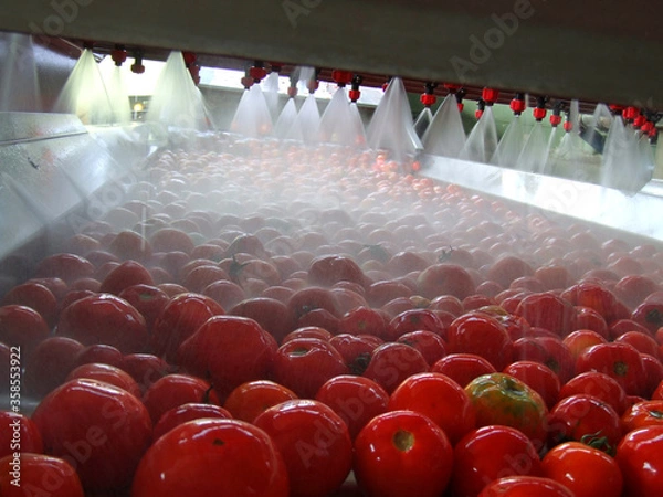 Obraz Tomato processing