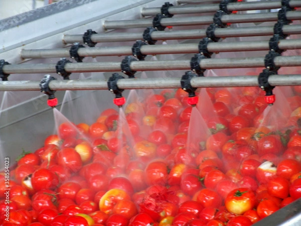 Obraz Tomato processing