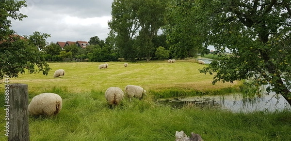 Obraz sheep on a meadow
