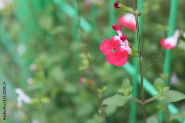 Fototapeta 핫립세이지