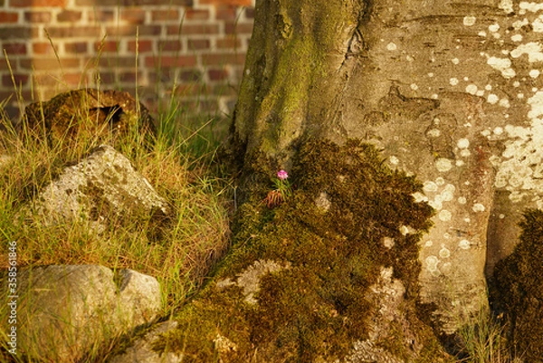 Fototapeta Es blüht im Baum