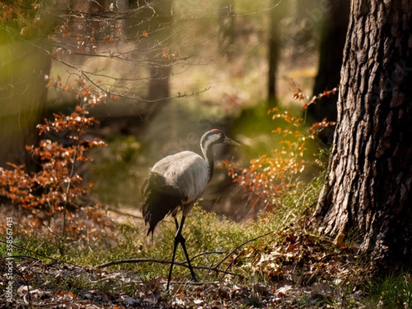 Obraz Kranich im Wald