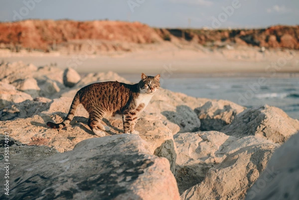Obraz cat sitting on a rocky beach