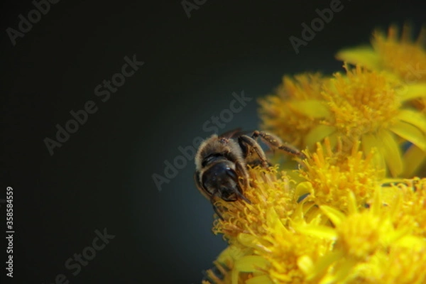 Obraz bee on yellow flower and dark background 2020 06 2488