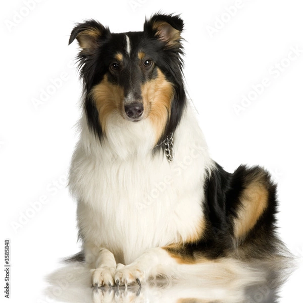 Fototapeta Collie in front of a white background and facing at the camera