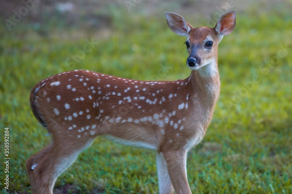 Fototapeta Spotted Deer