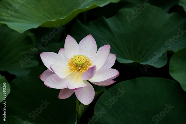 Fototapeta 大賀ハスの花　千葉県千葉市　日本