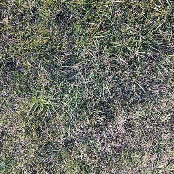 Obraz Grass Texture