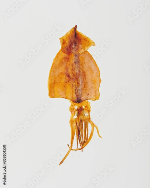 Obraz スルメイカ