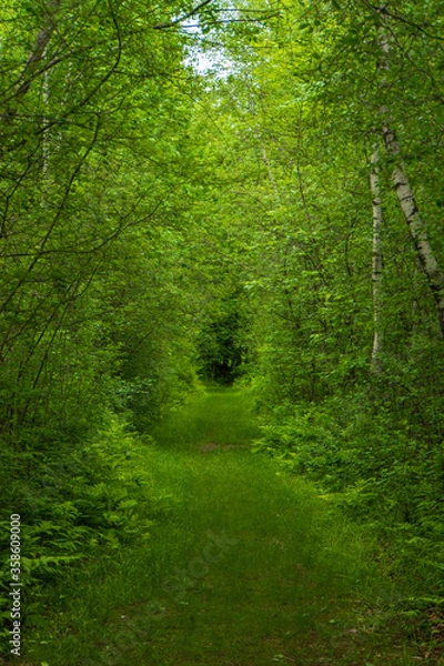 Obraz green walk into the woods in spring 
