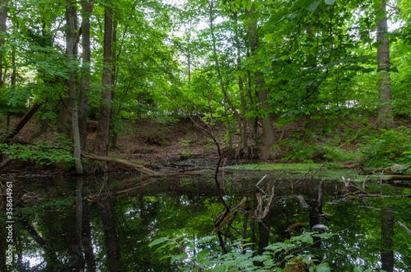 Fototapeta Pond in the Forest