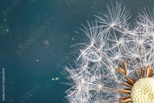 Fototapeta Close-up dandelion head, macro shot.