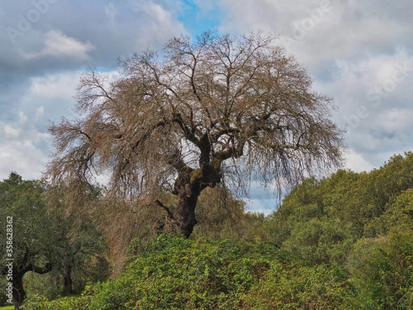 Obraz Gigantic dry oak by beetle