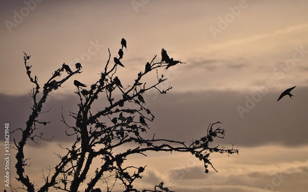 Obraz Swallows backlit on dry tree