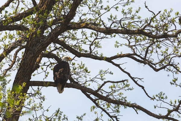 Obraz A Bald eagle perched in a tree near its nest