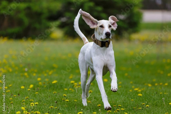 Obraz Porcelaine dog running through dandelion field disturbing honey bees. 