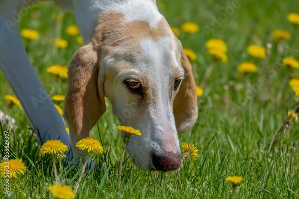 Obraz Close up view of a Porcelaine dogs head and eyes following a scent in a dandelion field.  