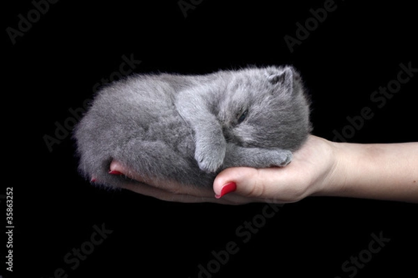 Fototapeta Little kitten in the hand