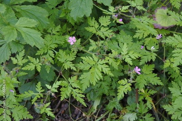 Obraz Ruprechtskraut - Stinkender Storchschnabel - Eine Sommerliebe