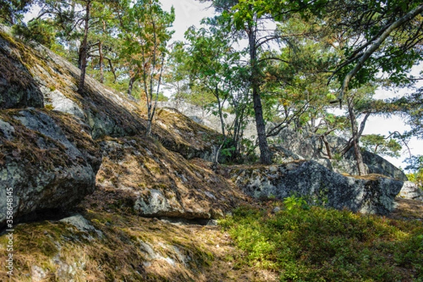 Fototapeta Stones and trees in the forest of Sigtuna, Sweden