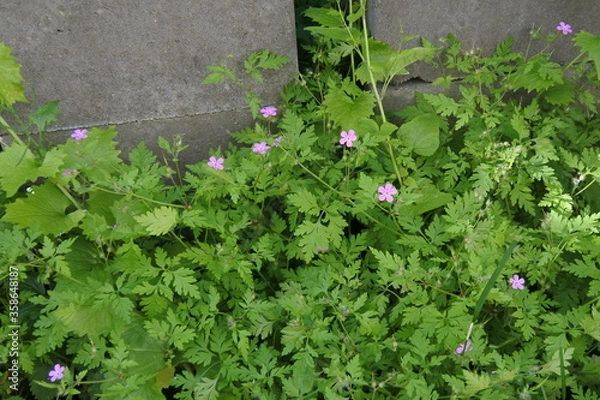 Obraz Ruprechtskraut - Stinkender Storchschnabel - Verachte mich nicht
