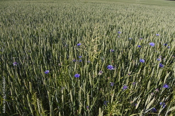 Obraz Weizen im Überfluss - Kornblumen