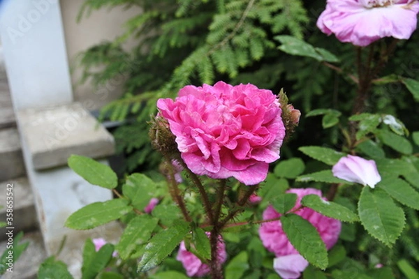 Fototapeta Rose -  Einmalig