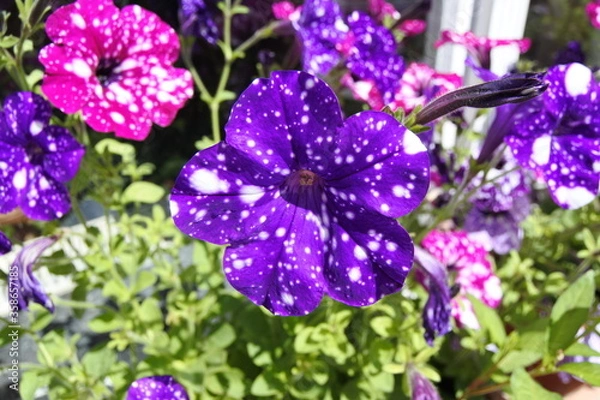 Fototapeta Petunie - Weiße Nächte