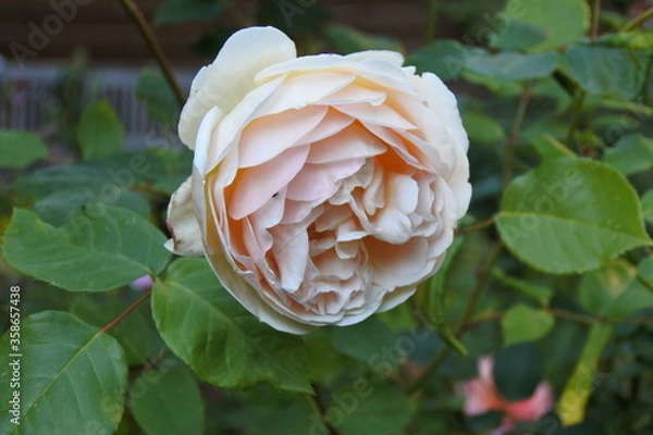 Obraz Rose - Sei nicht si kompliziert