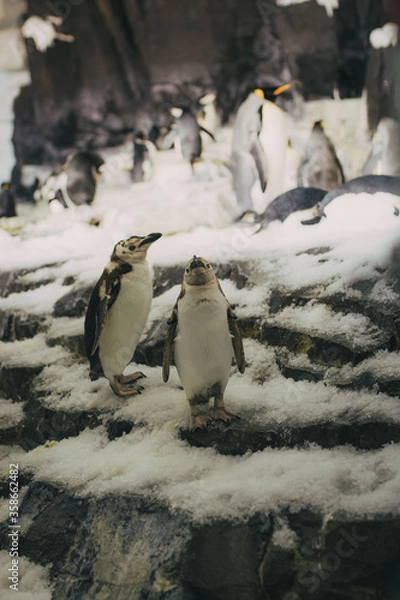 Fototapeta two penguins on the rocks having fun