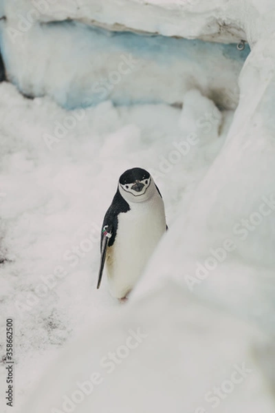 Fototapeta smiling penguin 