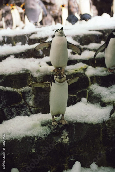 Fototapeta three penguins 