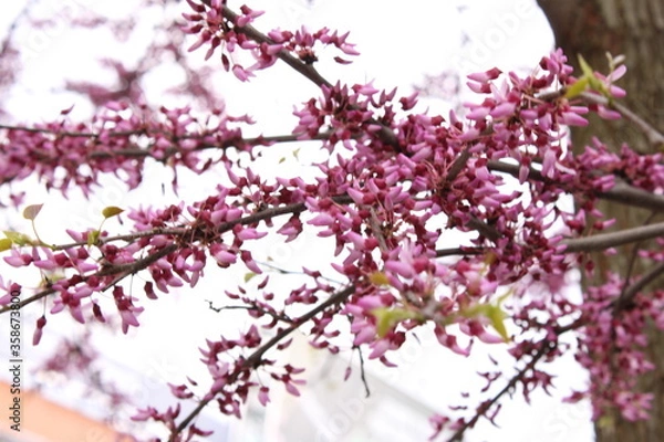 Obraz Plantas en la ciudad