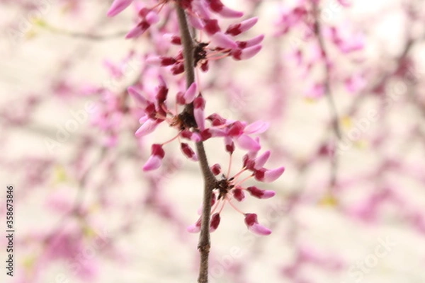 Obraz Plantas en la ciudad