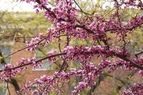 Obraz Plantas en la ciudad