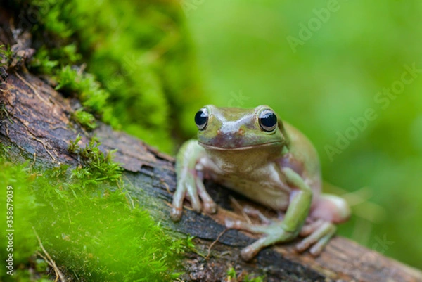 Fototapeta Dumpy frog on brach in tropical garden 