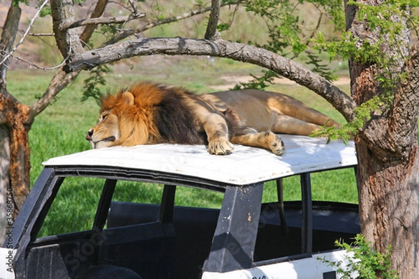 Obraz Lion on an abandoned vehicle