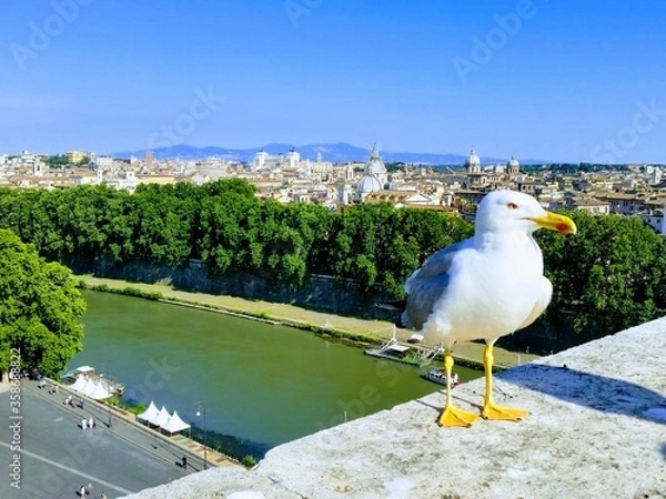 Obraz Gaviota en Roma