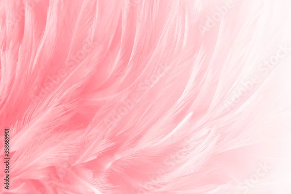 Fototapeta Beautiful soft pink, white feathers texture line background.