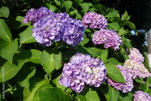 Fototapeta 晴れた日の紫の紫陽花