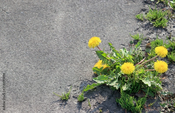 Fototapeta タンポポ　道端　素材