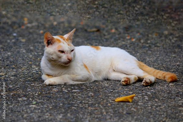 Fototapeta Close-up of a white cat lying on the street  