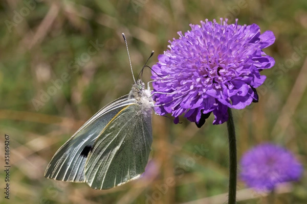 Fototapeta A Large White Butterfly nectaring on Devil's Bit Scabious