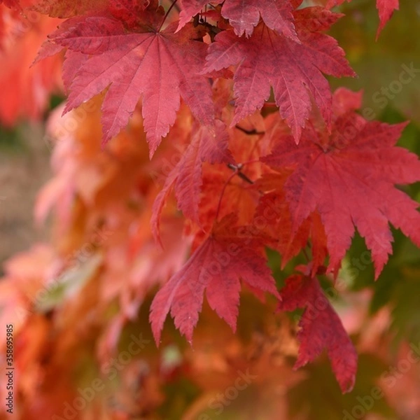 Obraz red maple leaves close up