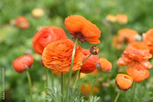 Obraz orange buttercups