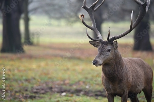 Obraz portrait of the deer